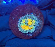 WYSIWYG WWC OG Bounce Mushroom picture