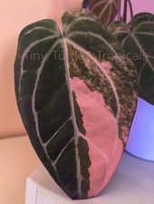 Anthurium Variegated Blood King x Forgetti Heinz ships from UNITED STATES picture