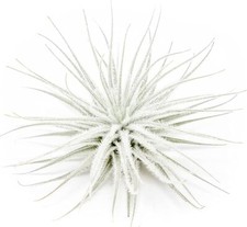 Tectorum Ecuador Air Plant - Multiple Sizes, Easy Care Indoor/Outdoor Decor picture