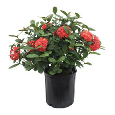 1.72 Gal. Maui Red Ixora Tropical Flowering Shrub (1-Pack) picture