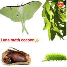 1X Luna Moth Cocoon ( Actias Luna ) Live feeder insect cocoons eggs bugs LIMITED picture